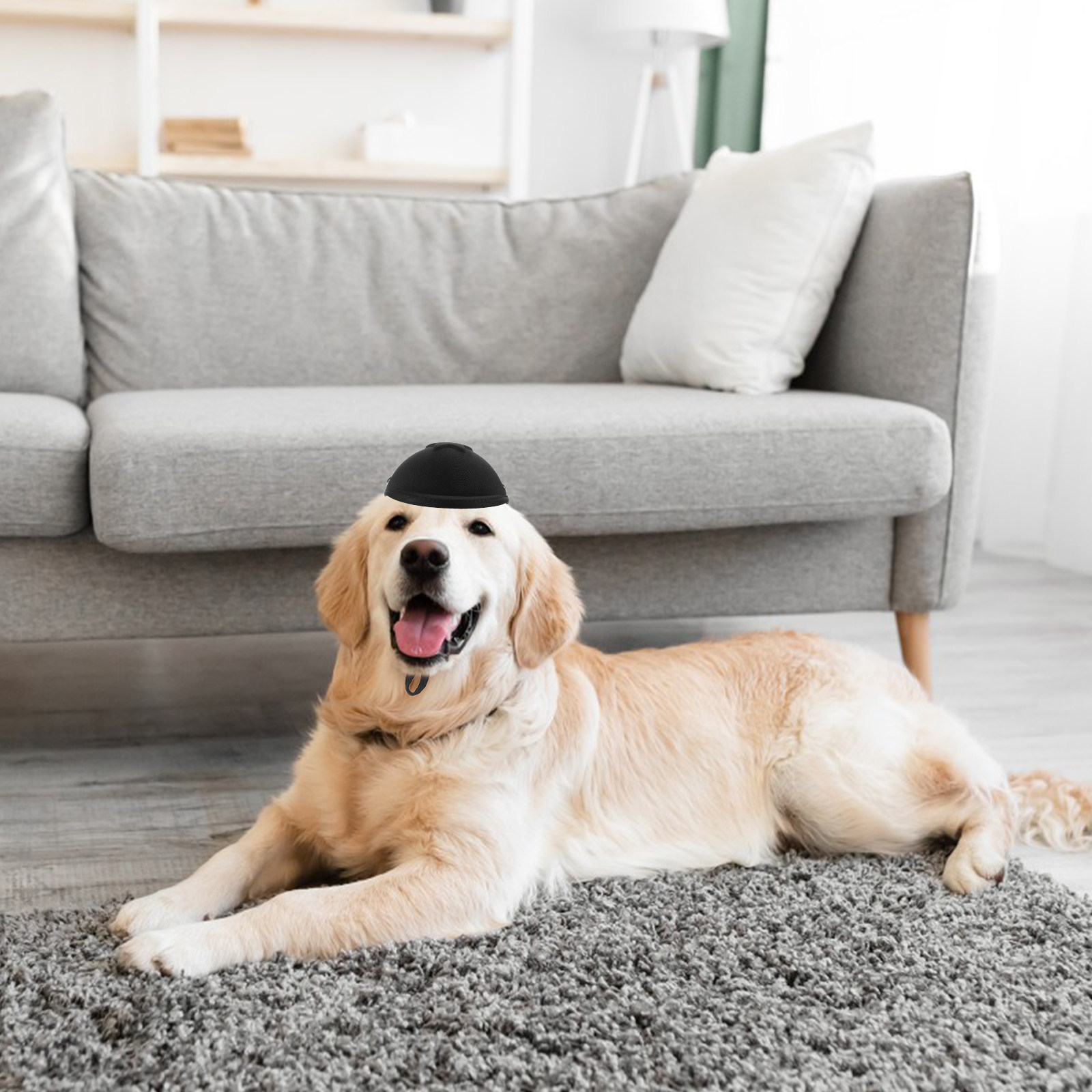 قبعة أمان قابلة للتعديل للحيوا - مراجعة Motorcycle Gear For Dogs وسعره